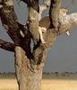 African lion (Panthera leo)  lioness sleeping on tree