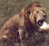 African lion (Panthera leo)  male yawning
