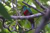 Pavonine Quetzal (Pharomachrus pavoninus)
