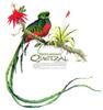 Resplendent Quetzal (Pharomachrus mocinno)  - Art by Tim Pinkston