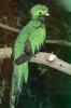 Resplendent Quetzal (Pharomachrus mocinno)