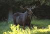 European Moose (Alces alces)  bull
