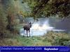 European Moose (Alces alces)  calendar
