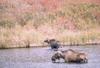 Moose (Alces alces)  crossing stream