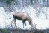 Moose (Alces alces)  eating
