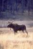 Moose (Alces alces)  bull