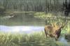 [Animal Art] Moose (Alces alces)  bull