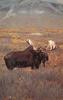 American Moose (Alces alces)  - Canadian Arctic
