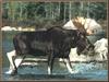 Moose (Alces alces)  bull crossing stream