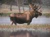 Moose (Alces alces)  bull in swamp