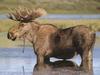 Moose (Alces alces)  bull in swamp