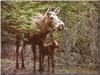 Moose (Alces alces)  mother and calf