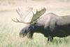 Moose (Alces alces)  bull