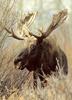 Moose (Alces alces)  head