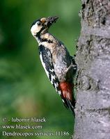 ...Dendrocopos syriacus 11186 UK: Syrian Woodpecker DE: Blutspecht FR: Pic syriaque ES: Pico Sirio 