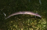 : Eurycea nana; San Marcos Salamander