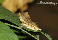 : Polypedates otilophus; File-eared Tree Frog