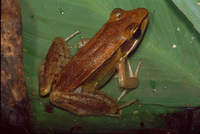 : Rana aurantiaca; Small Wood Frog