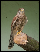 : Falco tinnunculus; Eurasian Kestrel