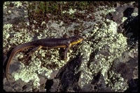 : Taricha torosa torosa; Coast Range Newt