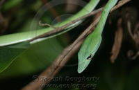 : Ahaetulla prasina; Asian Whip Snake