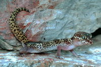 : Coleonyx brevis; Texas Banded Gecko