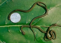 : Opheodrys vernalis; Smooth Green Snake (hatchlings)