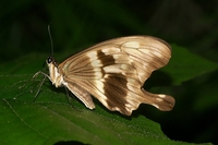 : Papilio dardanus