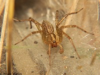 : Agelenopsis sp.; Funnel Weaver Spider