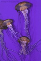 : Chrysaora fuscescens; Sea Nettle