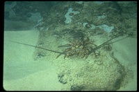 : Panulirus sp.; Lobster, Panulirid