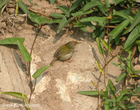 Common Tailorbird(직조새).