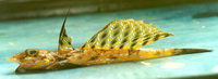 Image of Callionymus reticulatus, Reticulated dragonet, Fardatxo de marbre, Kortfinnet fløjfisk,...