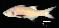 Polydactylus virginicus, Barbu: fisheries