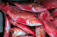 Pontinus kuhlii, Offshore rockfish: fisheries