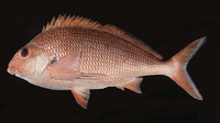 Chirodactylus jessicalenorum, Natal fingerfin: fisheries, gamefish