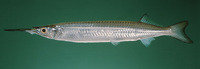 Hyporhamphus limbatus, Congaturi halfbeak: fisheries