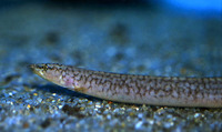 Mastacembelus albomaculatus, : fisheries, aquarium