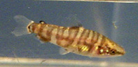 Leporinus arcus, Lipstick leporinus: aquarium