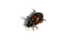 Image of: Coccinellidae (lady beetles and ladybird beetles)
