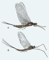 Image of: Ephemeroptera (mayflies)