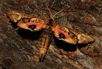 Image of: Paonias excaecatus (blinded sphinx)