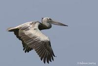 Image of: Pelecanus philippensis (spot-billed pelican)