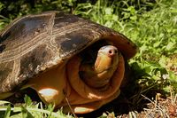 Orlitia borneensis - Asian Giant River Turtle