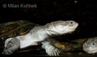 Pelomedusa subrufa - African Helmeted Turtle