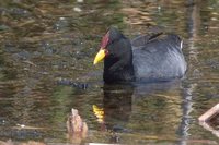 Red-fronted Coot - Fulica rufifrons