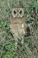 Marsh Owl p.198
