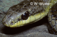 : Mastigodryas heathi; Snake