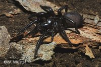 : Atrax robustus; Sydney Funnelweb Spider
