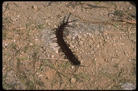 : Scolopendra galapagensis; Galapagos Centipede